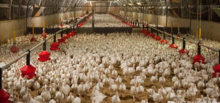 Detectan dos personas con gripe aviar en España