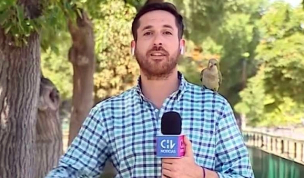 Loro le roba audífono a periodista