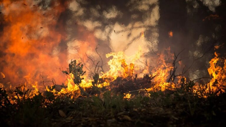 Incendio arrasa con reserva forestal en Argentina