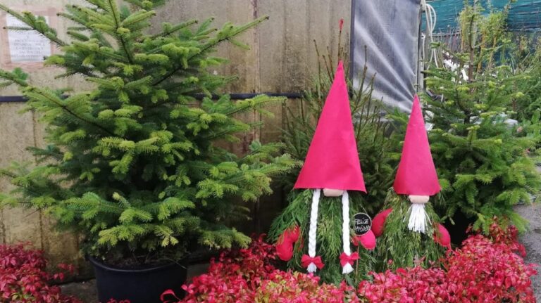 Aumenta demanda de árboles de navidad ecológicos en Grossarl en Austria