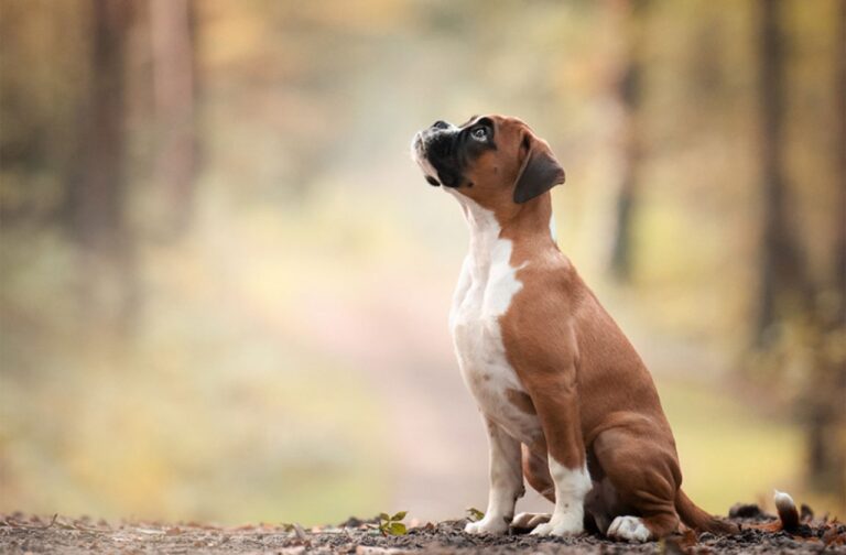 Reacciones raras de un perro tiene confundidos a habitantes de Izmit en Turquía