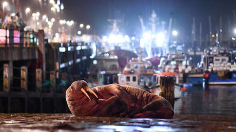 Cancelan el espectáculo pirotécnico de Año Nuevo en una ciudad británica para no asustar a una morsa