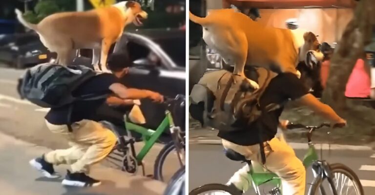 Perrito y su dueño viajan juntos en bicicleta