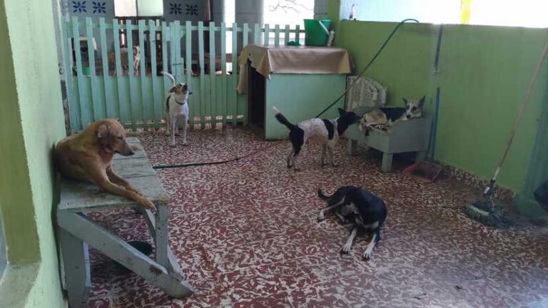 “Mi Mascota, Mi Amigo”, es promovido por el Guardabarranco