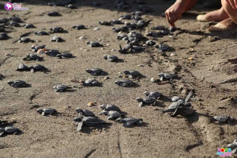 Movimiento Ambientalista realiza liberación de Tortugas Marinas en León
