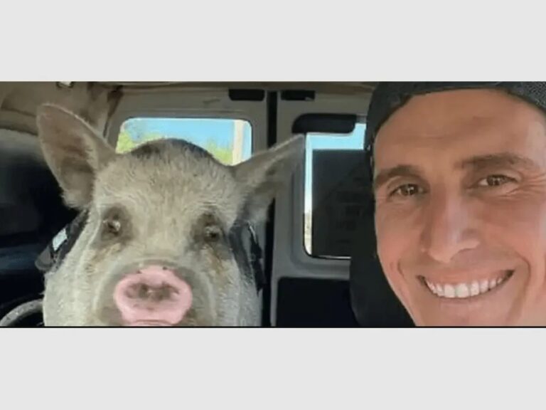 Adoptó un cerdo como mascota y luego se lo comió asado