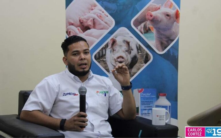 Realizan taller virtual sobre las vacunas en la porcicultura en Nicaragua