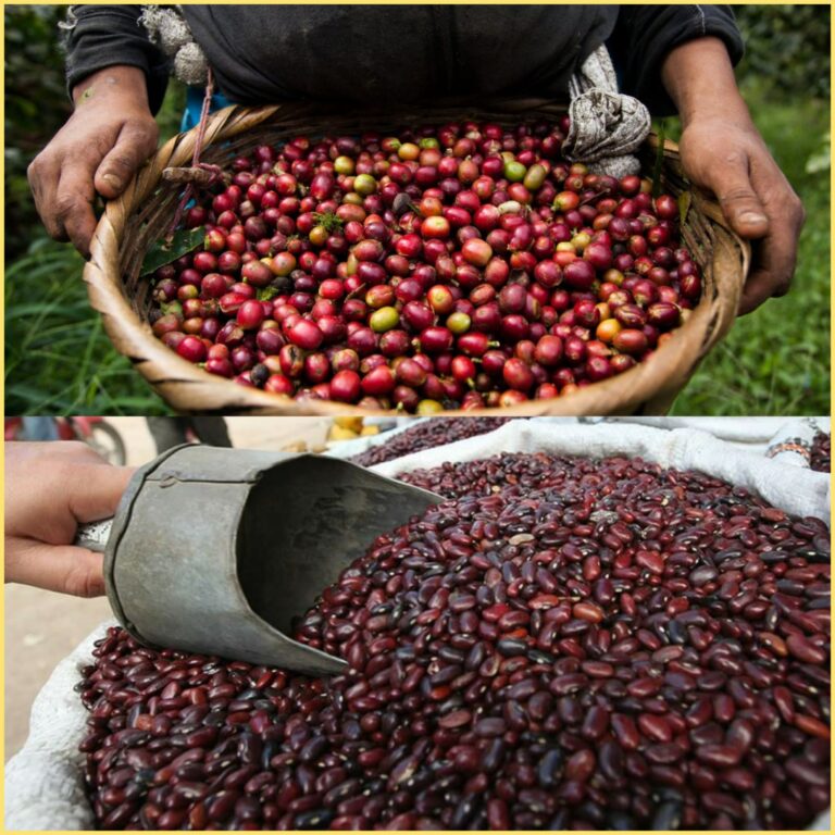 Café y frijol rojo encabezan lista de exportación de Nicaragua