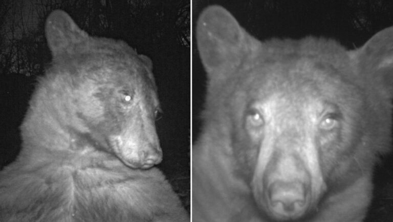 Oso descubre una cámara y se hace 400 selfis