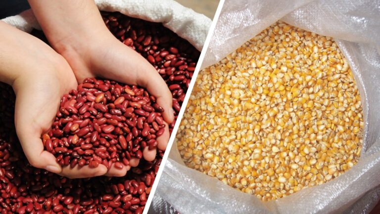 Producción de granos básicos en Nicaragua registra buenos resultados