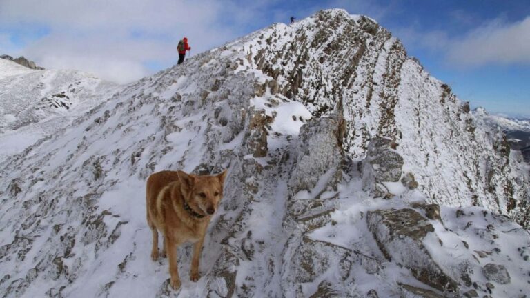 Perro regresa luego de 16 días perdidos en una montaña