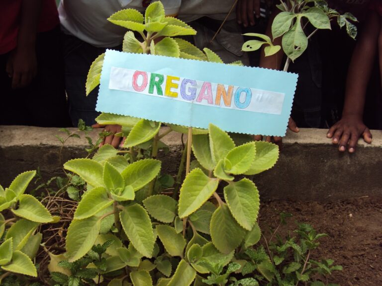 Presentan estudios sobre uso de la Medicina Natural