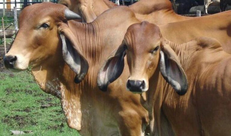 Sector bovino presenta importante crecimiento en enero 2023