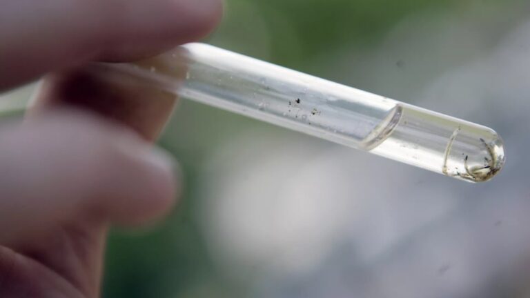 Perú decreta Estado de Emergencia Sanitaria ante brote de dengue