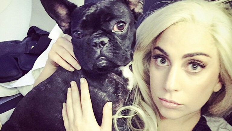 Se roba los perros de Lady Gaga y ahora pide recompensa