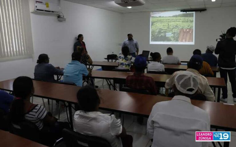 INTA promueve la multiplicación y enraizamiento de yuca y tubérculos