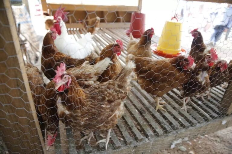 Productores de Monimbó reciben curso técnico en Aves y Cerdo