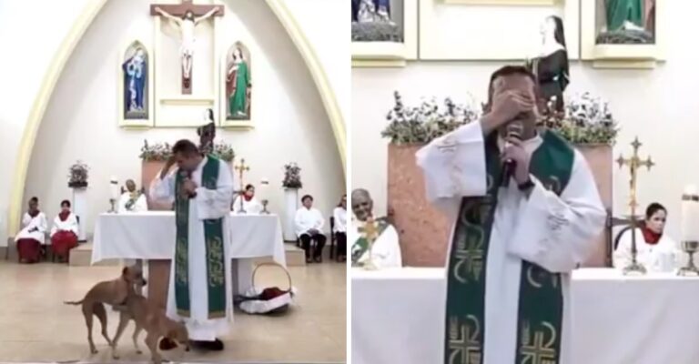 Perros interrumpen una misa para tener sexo