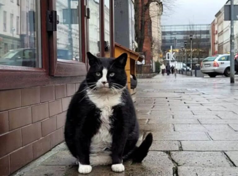 Gacek, un gato gordo que  es la atracción de una ciudad polaca