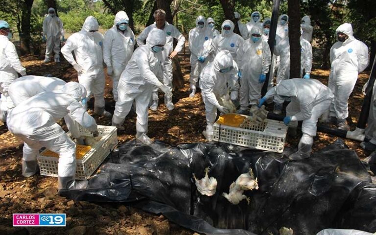 Nicaragua continúa realizando simulacros para prevención de la influenza aviar
