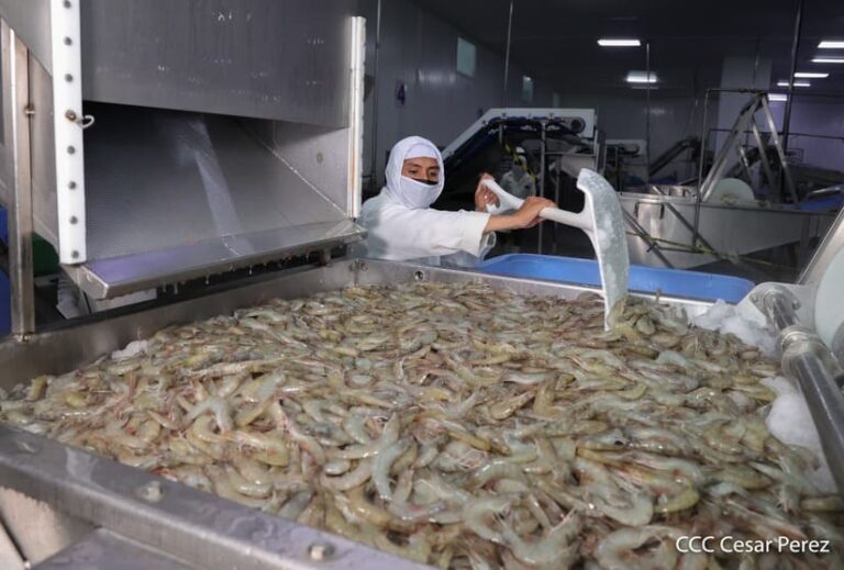 Nicaragua se prepara para enviar primer contenedor de camarones a la República Popular de China