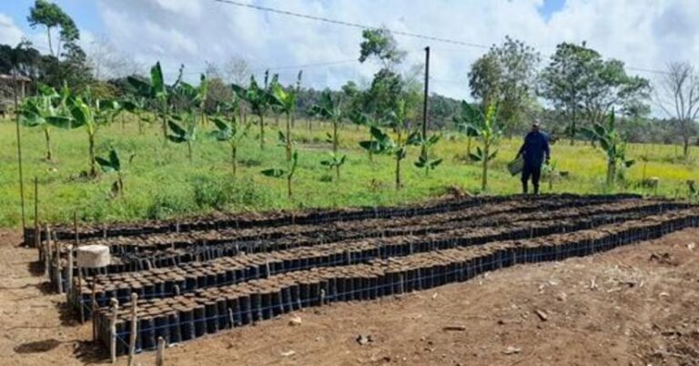 Inauguran vivero de plantas forestales y frutales en Río San Juan