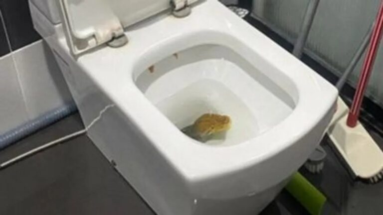 Hombre se lleva el susto de su vida al encontrar una enorme pitón en su inodoro