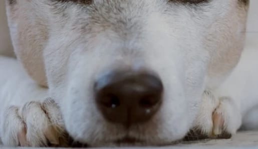 Arrestan a mujer por sostener relaciones sexuales con un perro