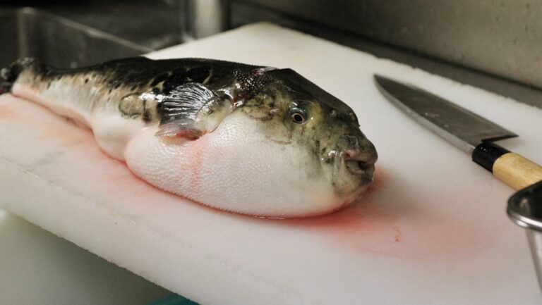 Ancianos fallecen en Malasia al consumir pez globo