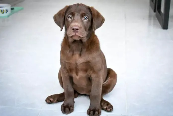 Perro casi muere por alcohólico