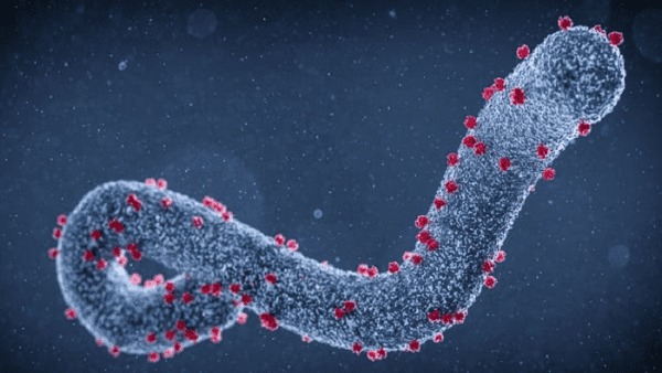 La OMS pide mantener vigilancia ante el virus de Marburgo