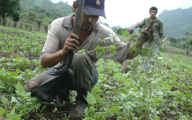 Producción agrícola se convierte en soporte económico de Nicaragua