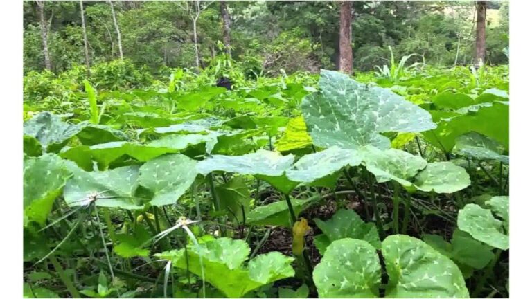 Presentan alternativas para cultivo de pipian