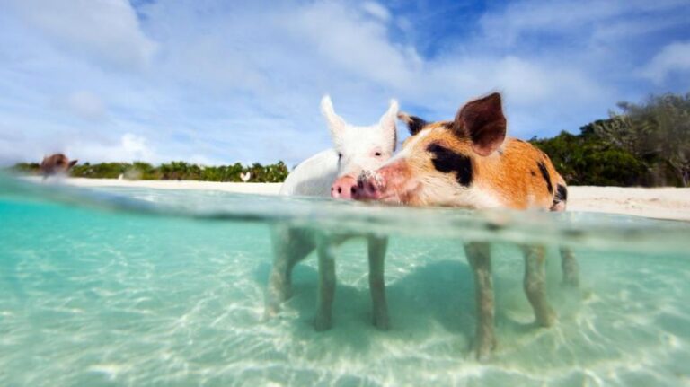 Pig Beach, la playa de los cerdos que se localiza en Las Bahamas
