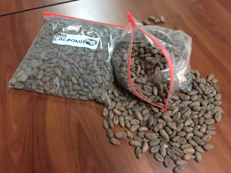 Todo un éxito Festival del Cacao