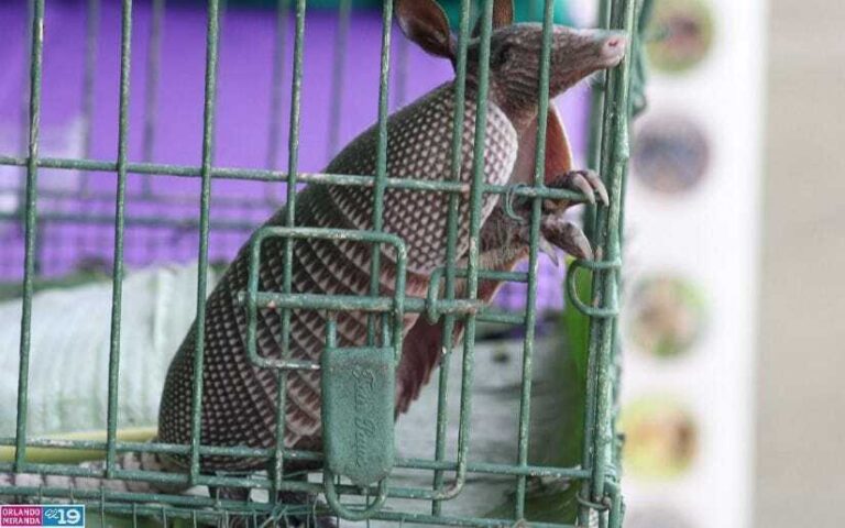 Capacitan a protagonistas que se dedican a la reproducción de fauna silvestre