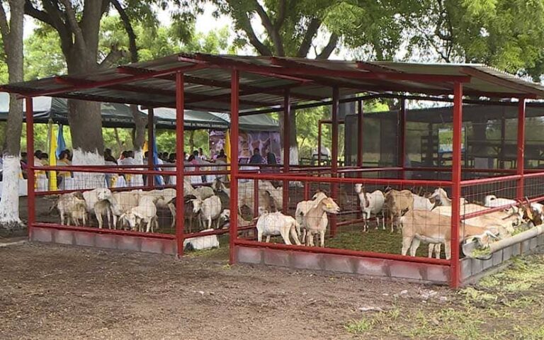 INTA inaugura granja para el mejoramiento genético y reproducción del ganado ovino y caprino