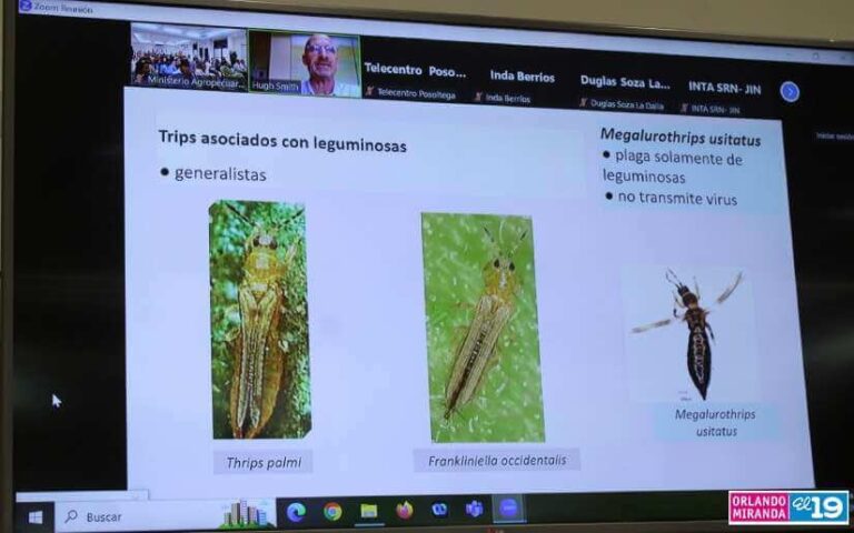 Realizan conferencia científica sobre la plaga llamada trips
