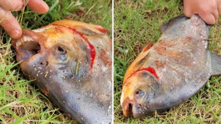 Encuentran pez con dientes humanos