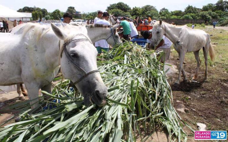 Habilitarán en el barrio Grenada nuevo depósito de basura