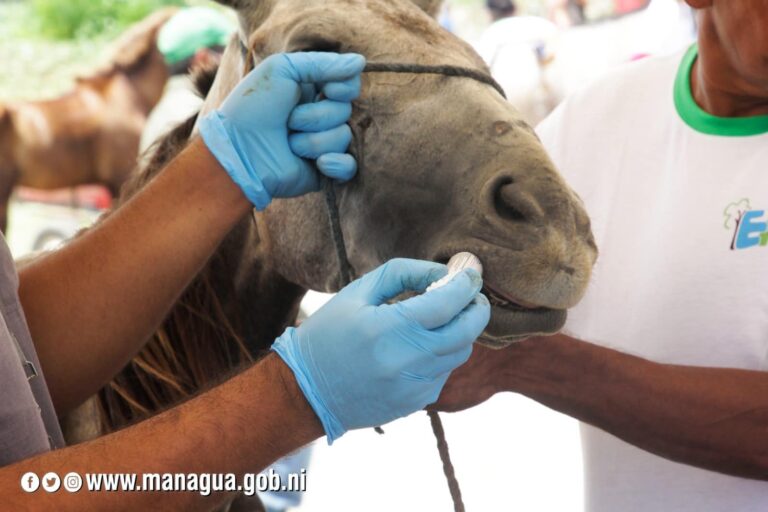 Realizan jornada de atención veterinaria a equinos en el Distrito V