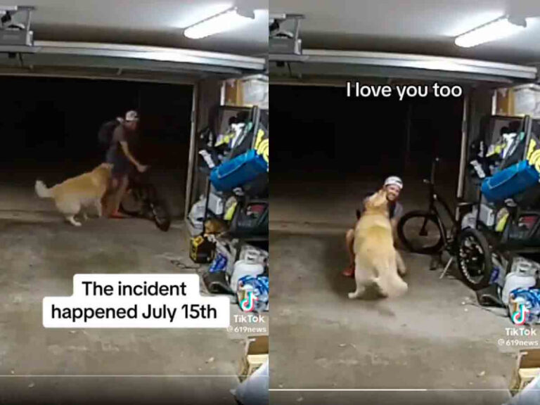 Ladrón irrumpe en una casa y se distrae jugando con un perro