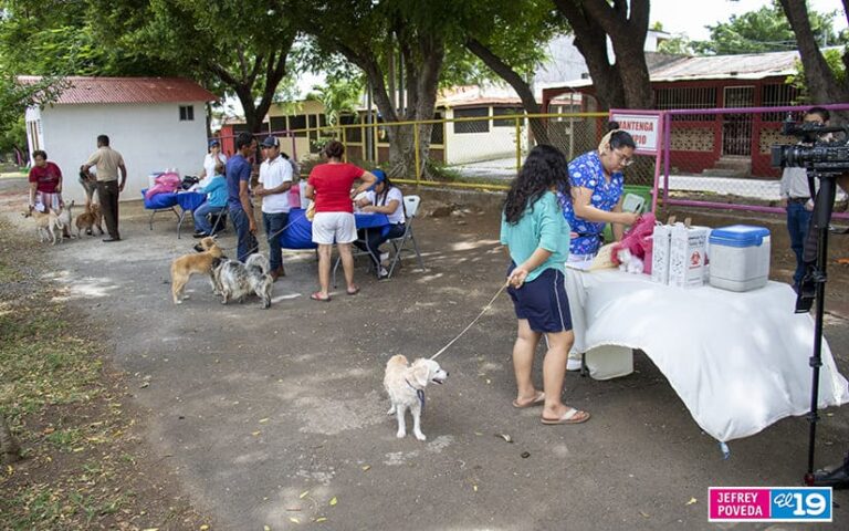 Inicia campaña de vacunación canina en Managua
