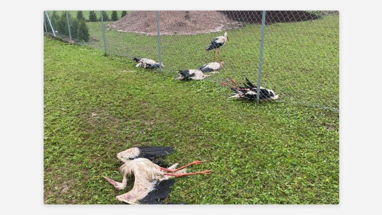 Fuerte tormenta de granizo deja varias aves muertas