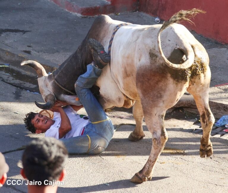 Familias participan en la Tradicional Vacas Culonas