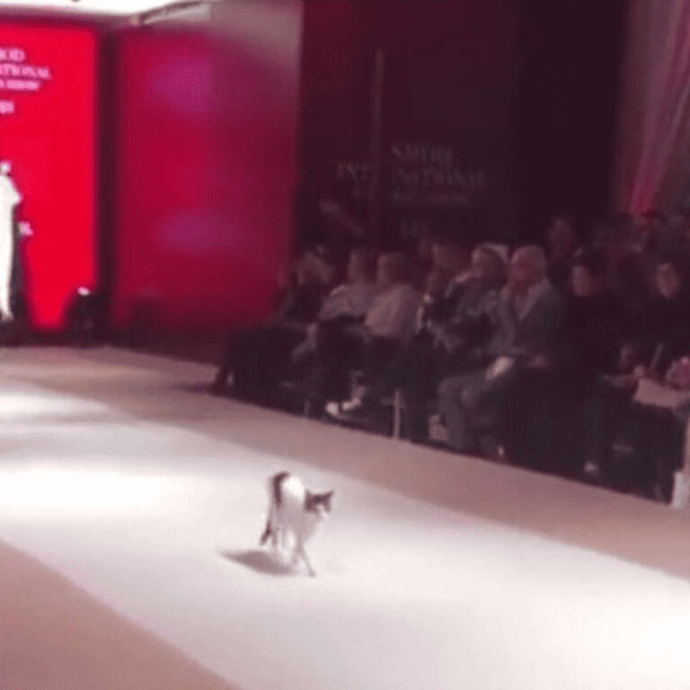 Gato se roba el show en pasarela en EEUU