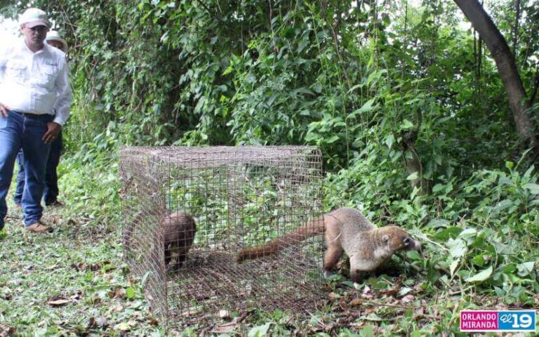 Liberan 8 especies de animales en Reserva Silvestre en Ticuantepe