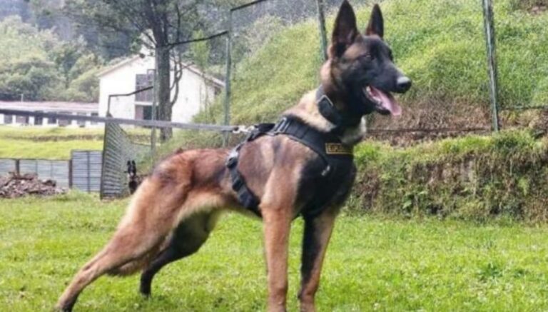 Inauguran clínica veterinaria en honor al perro Wilson