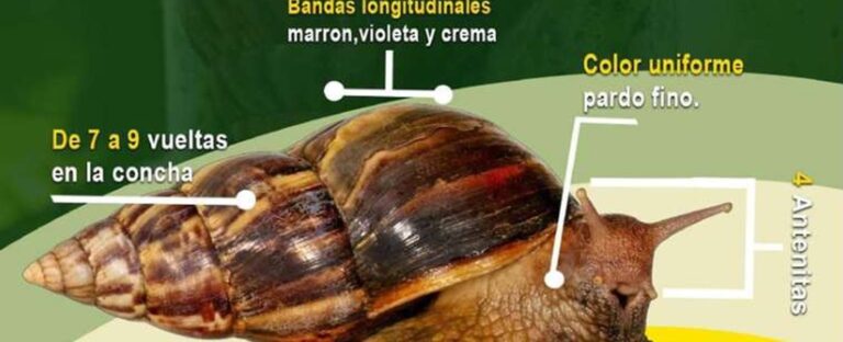 IPSA mantiene bajo control sanitario situación del caracol gigante africano en Nicaragua
