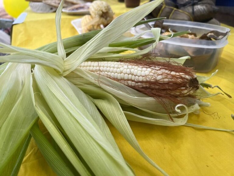 Rosario Murillo destaca celebración del Día Nacional del Maíz